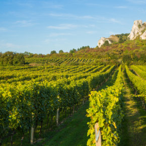 Gourmet Jižní Morava - víno a vinařství jižní Morava - Vinařství Volařík Mikulov